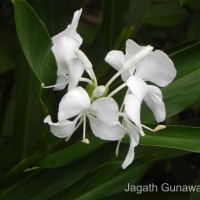 Hedychium coronarium J.Koenig